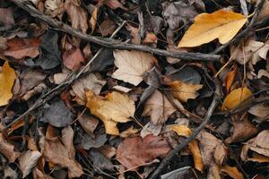 A pile of leaves with some twigs and branches on top photo