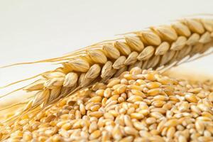 A bunch of wheat grain is shown with a stalk of wheat photo