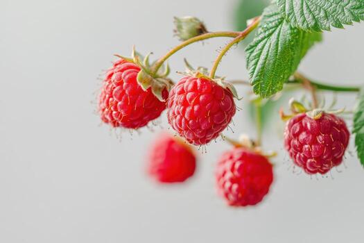 A close up of a bunch of red raspberries photo
