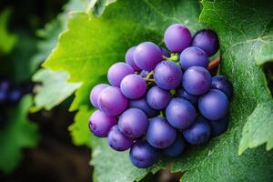 A bunch of purple grapes are on a leaf photo