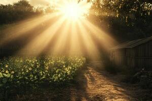 A sunlit field with a small wooden house in the background photo