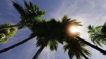 Bottom view of coconut palm trees in sunshine. 3d animated background. Seamless loop. video