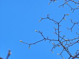 Magnolia branches with flower buds against blue sky - Latin name Magnolia soulangeana photo