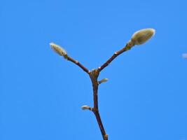 Close-up shot of magnolia flower buds waiting for spring against a clear sky photo