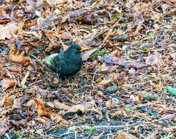 A common blackbird sits in the grass with fallen leaves. photo