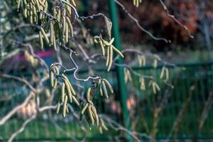 First signs of spring. Hazel, European filbert Corylus avellana opened flower buds and cats on the eve of spring photo