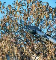 Pruning hazel tree Corylus avellana with pruning shears. Early spring. Blue sky background. photo
