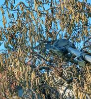 Pruning hazel tree Corylus avellana with pruning shears. Close-up. Early spring. Blue sky background. photo