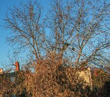 Pruning a hazel tree Corylus avellana with pruning shears in early spring against a blue sky. photo