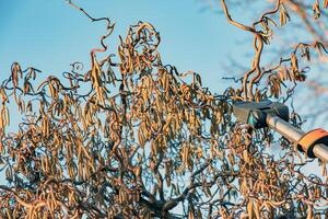 Pruning a hazel tree Corylus avellana with pruning shears against a blue sky. photo
