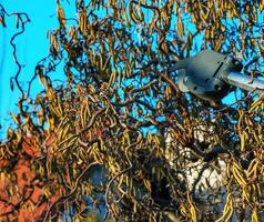 Pruning hazel tree Corylus avellana with pruning shears. Blue sky background. photo
