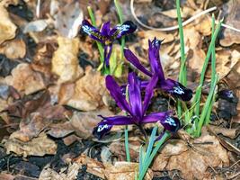 Close-up of a purple crocus flower with an intricate pattern in early spring. Spring concept. photo