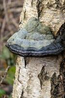 Hoof fungus or tinder conk mushroom growing on birch tree trunk in forest photo