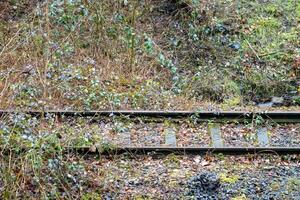 Old train tracks disappearing in the undergrowth photo