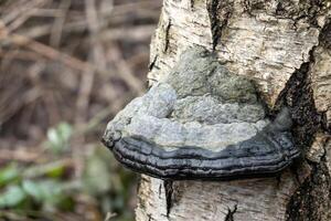Hoof fungus growing on birch tree trunk in forest photo