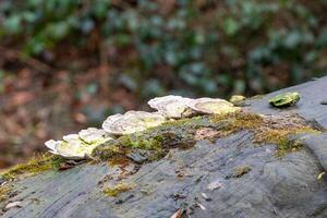 Turkey tail mushrooms growing on mossy log in forest photo
