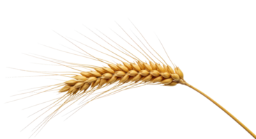 A Ripe Wheat Stalk With Golden Grains. Position the Stalk Centrally Using Soft Diffused Lighting png