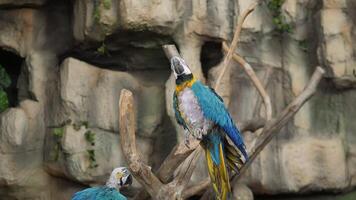A colorful macaw perches on a branch in a rocky setting, showcasing its vibrant plumage for all to see video