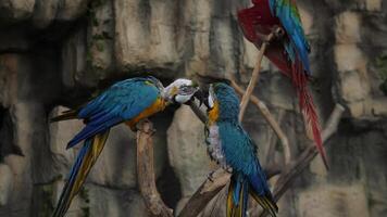 In a lush and vibrant habitat, two macaws are displaying affectionate behavior, showcasing natures beauty video