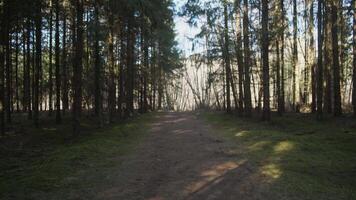 Discover a tranquil forest pathway that is beautifully surrounded by towering trees, offering adventure and serenity video