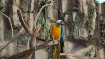 A colorful macaw rests on a branch in a lush environment, showcasing its stunning and unique feathers video