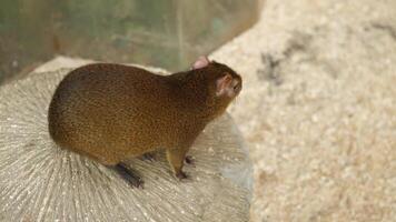 A mongoose moves gracefully while scavenging on a rocky surface within its natural environment, showcasing its elegance video