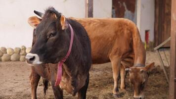 A vivid and colorful image of a black and brown cow peacefully resting in a rustic farm environment video
