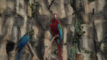 A group of vibrant, colorful macaws is elegantly perched together in a lush, tropical environment full of life video