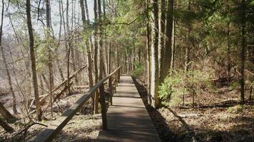 A winding wooden walkway meanders through lush greenery and tall trees, perfect for nature walks and strolls video