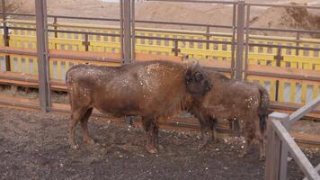 Two bison are seen in an enclosure, showcasing their authentic natural behavior along with their habitat video