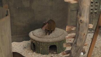 A small, inquisitive animal is exploring a textured stone platform situated within its natural habitat and environment video