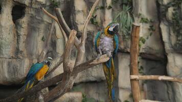 Two stunning and colorful macaws are beautifully perched on a branch in a lush and vibrant tropical setting video