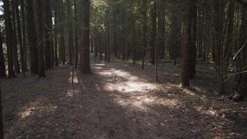 A peaceful and tranquil forest path, beautifully illuminated by soft sunlight gently filtering through trees video