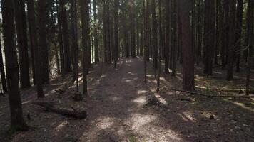 A peaceful path winds through a vibrant forest, illuminated by soft sunlight filtering through the trees video