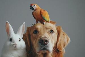 A dog and a parrot on top of a rabbit photo