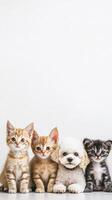 Four kittens and a dog sitting in a row photo