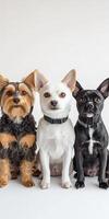Three dogs sitting in front of a white background photo