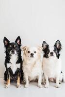 Three small dogs sitting in front of a white background photo