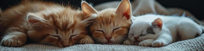 Three kittens are sleeping together on a blanket photo