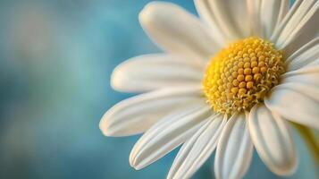 A close up of a white daisy with yellow center photo
