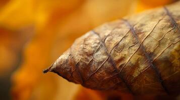 A close up of a leaf with a brown center photo