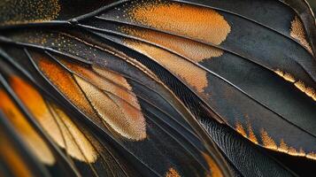 A close up of a butterfly wing photo