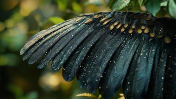 A close up of a black bird's wing photo