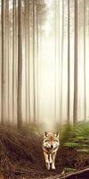 Fox walking through a misty forest path at dawn photo