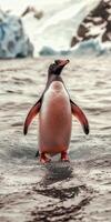 Gentoo penguin standing on water in icy landscape photo