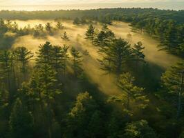 Morning mist enveloping a pine forest landscape photo