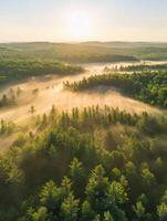 Early morning mist over a lush pine forest landscape photo