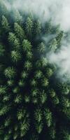 Lush pine forest shrouded in mist from above photo