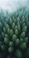 Aerial view of green pine trees in fog photo