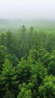 A forest of green trees in the fog photo